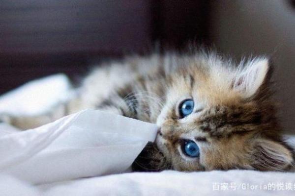 商人的仇人与财富背后的辛酸与无奈