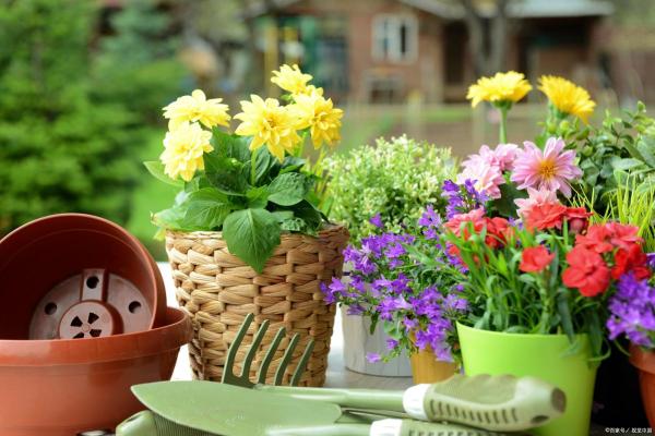 属马火命人适合栽种的花卉推荐与养护指南 属马火命人适合栽种的花卉推荐与养护指南