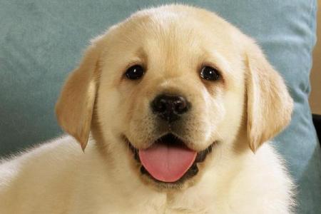 属狗之人的命理缺水：解析命运与幸福的奥秘