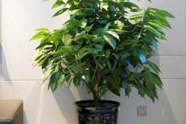 石榴木命人士适合养的花卉推荐与养护指南 石榴木命人士适合养的花卉推荐与养护指南