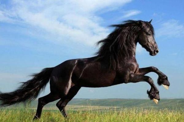 属马七月二十八的命运解析：如何把握人生机遇与挑战