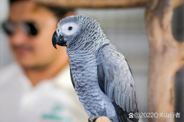 人类与鸟儿：相依为命，共享生存之美