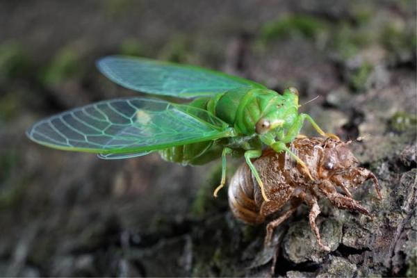 女命枯木逢春:生命的重生与希望之旅 女命枯木逢春:生命的重生与希望之旅