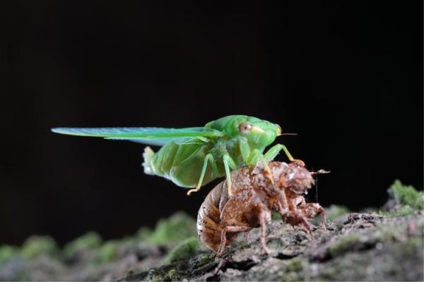 女命枯木逢春:生命的重生与希望之旅 女命枯木逢春:生命的重生与希望之旅