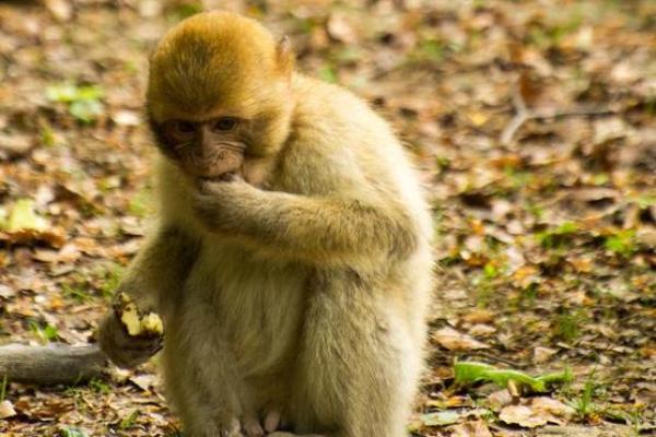 猴年出生的人命理特点与未来运势解析 猴年出生的人命理特点与未来运势解析