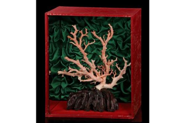 珊瑚之美:究竟适合哪种命格的人来养护? 珊瑚之美:究竟适合哪种命格的人来养护?