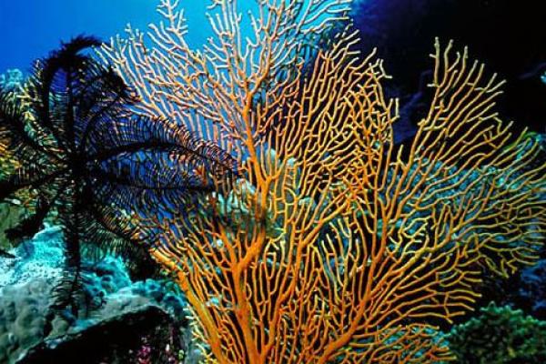 珊瑚之美:究竟适合哪种命格的人来养护? 珊瑚之美:究竟适合哪种命格的人来养护?