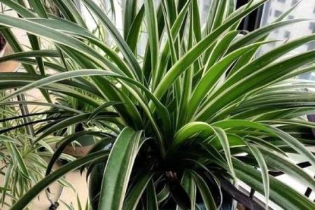 石榴木命人士适合养的花卉推荐与养护指南