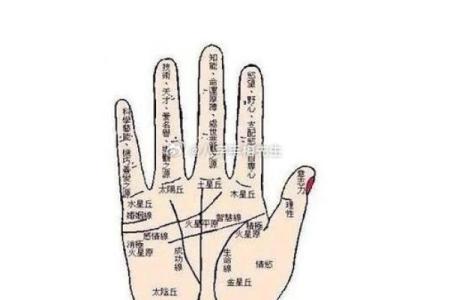 九个螺的手相解析：揭示女性命运与运势的奥秘