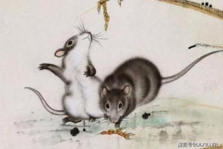 前世属鼠的人命运解析：智慧与机遇的结合之路