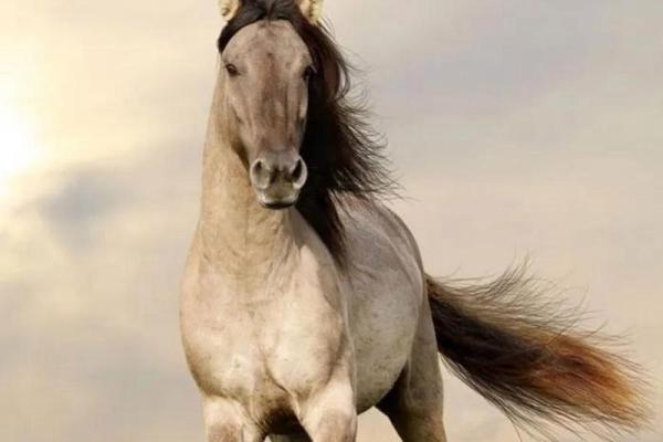 属马的火命人适合从事哪些职业?探寻你的职场未来! 属马的火命人适合从事哪些职业?探寻你的职场未来!