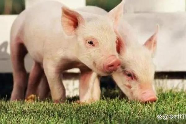 十月中旬猪宝宝命运解析:小猪崽的聪明与温柔! 十月中旬猪宝宝命运解析:小猪崽的聪明与温柔!