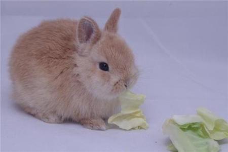 属兔男1月出生的人适合什么命？揭示命运中的幸运密码！