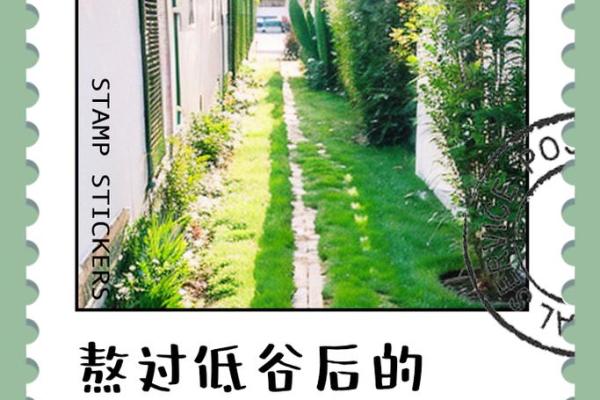 属龙木命的独特魅力与人生智慧探秘 属龙木命的独特魅力与人生智慧探秘