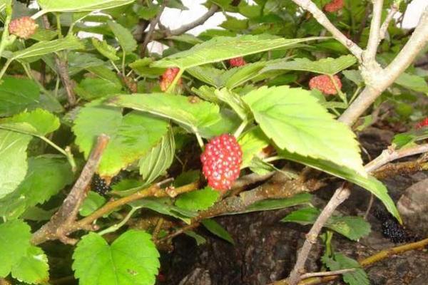 桑柘木命与最佳搭配命格探秘:得天独厚的命理之旅 桑柘木命与最佳搭配命格探秘:得天独厚的命理之旅