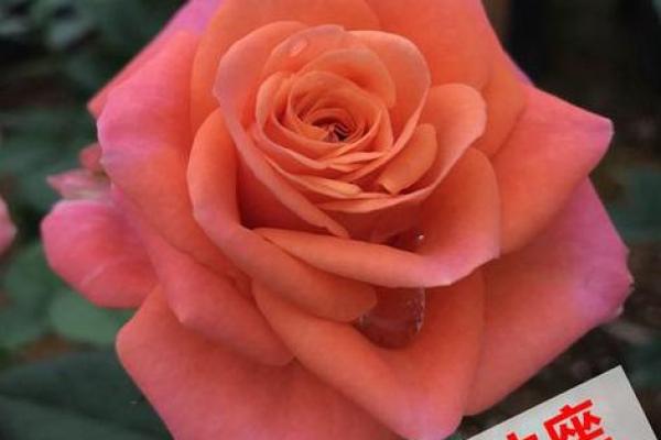 属虎金牛座女性的命运解析:坚韧个性与财富运势的完美结合 属虎金牛座女性的命运解析:坚韧个性与财富运势的完美结合