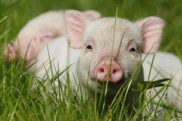 1995年属猪的命运解析：命理与人生之旅