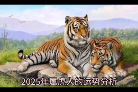 属虎十月出生的人生运势与性格特点解析