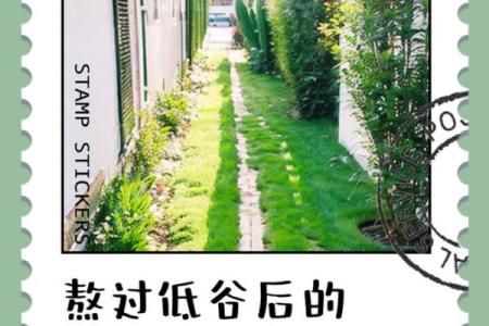 属龙木命的独特魅力与人生智慧探秘