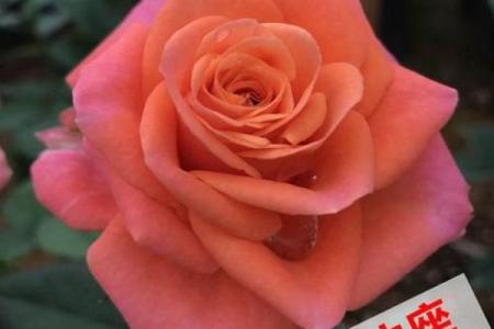 属虎金牛座女性的命运解析：坚韧个性与财富运势的完美结合