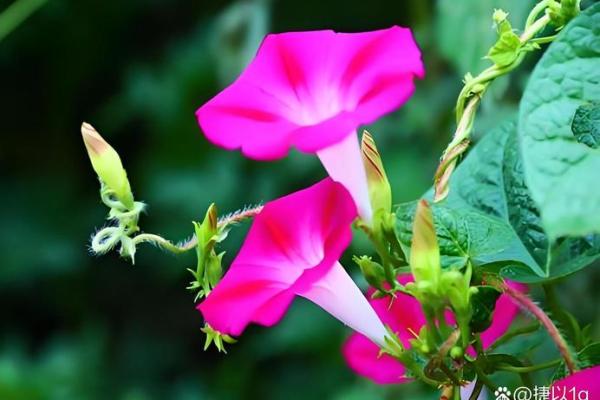 沙中土命女人适合的生意选择与发展方向 沙中土命女人适合的生意选择与发展方向