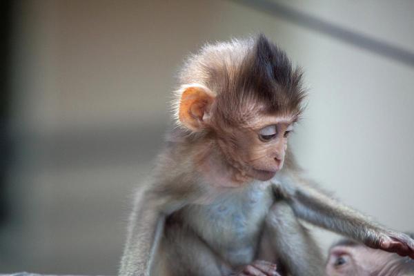 属猴92出生的人命运解析：机智灵活，潜力无限