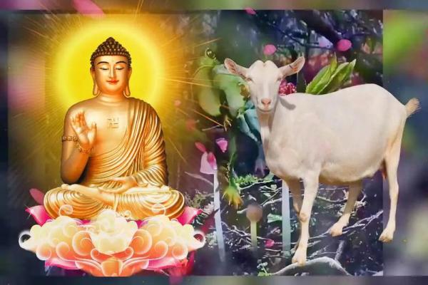 属羊女人44岁命运解析:智慧与成熟的结合之旅 属羊女人44岁命运解析:智慧与成熟的结合之旅