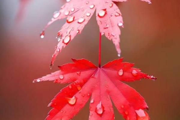 女命正财正印相冲的深层解读与人生启示 女命正财正印相冲的深层解读与人生启示