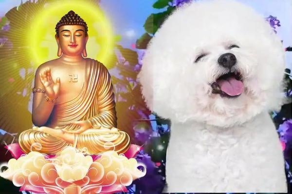 属狗人2023年65岁:命运解析与智慧分享 属狗人2023年65岁:命运解析与智慧分享