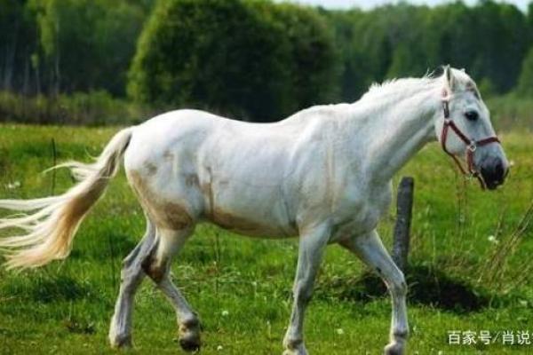 揭秘“位低命贱”的生肖，生活中的隐秘角落！