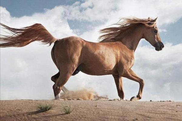 牛马命格:探索命理中的牛与马的象征与影响 牛马命格:探索命理中的牛与马的象征与影响