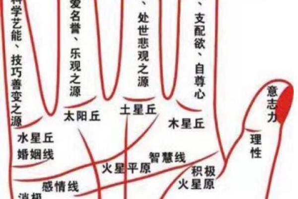 手指细粗解密：透露出你独特的命运与性格特征