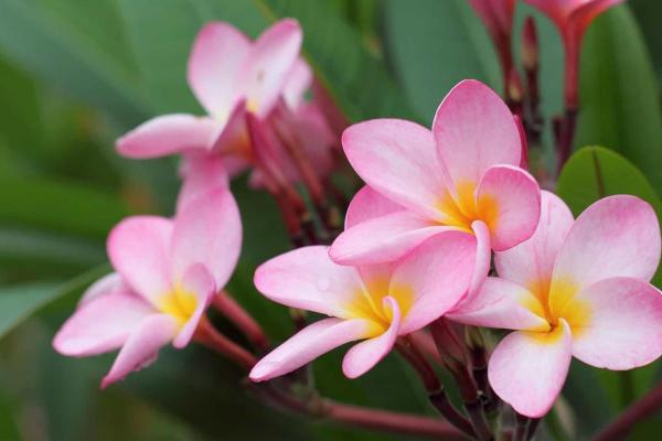 属猴女九月初七的命运与性格分析:智慧与灵动的结合之美 属猴女九月初七的命运与性格分析:智慧与灵动的结合之美