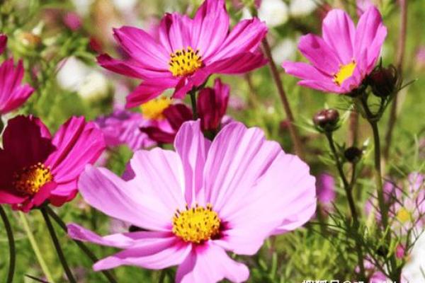 解析牛年腊月,揭秘最旺命格与财富运势的秘密 解析牛年腊月,揭秘最旺命格与财富运势的秘密