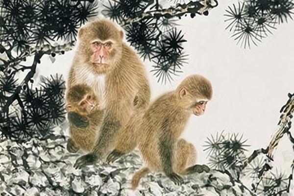 属猴金命的人与哪些命相配最为理想？