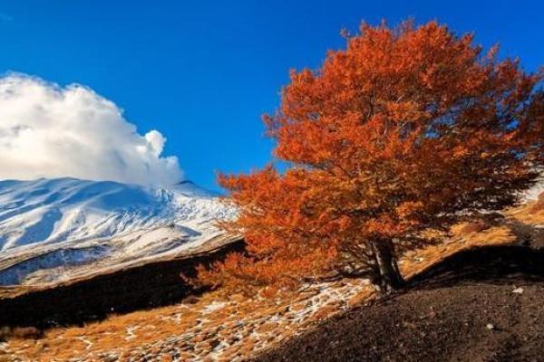 属猴金命的人与哪些命相配最为理想？