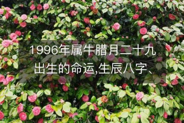 属牛男孩命运解析:特质与人生发展之道 属牛男孩命运解析:特质与人生发展之道