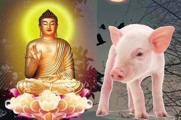 生肖鸡的命运解析：1981年出生的你会有什么人生轨迹？