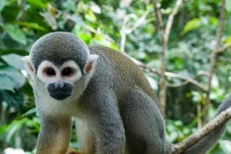 属猴38岁：探索命运与性格的深邃秘密