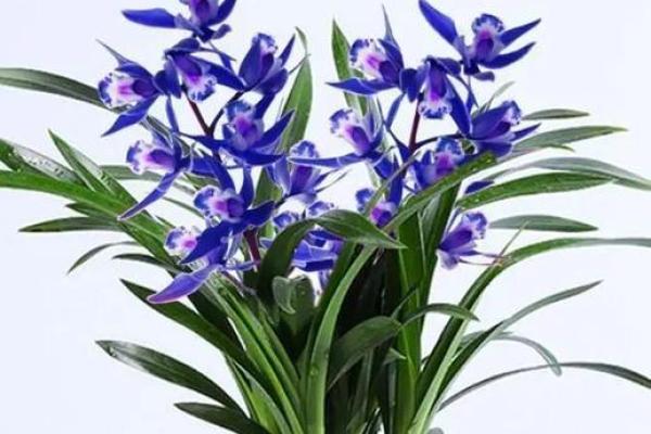 适合木命人的兰花推荐,让生活更添自然气息! 适合木命人的兰花推荐,让生活更添自然气息!