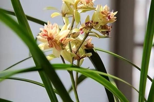 适合木命人的兰花推荐,让生活更添自然气息! 适合木命人的兰花推荐,让生活更添自然气息!