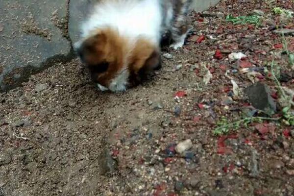 男生是土狗,女生是什么命?探索性别与命运的奇妙联系 男生是土狗,女生是什么命?探索性别与命运的奇妙联系