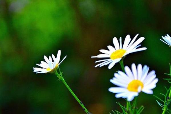 属兔十月出生的命运解析：机遇与挑战并存的人生旅程