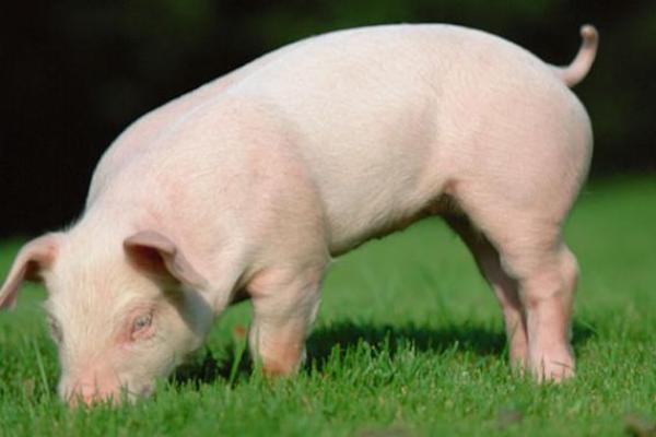 七一属猪的命运解析:揭开幸运与挑战的面纱 七一属猪的命运解析:揭开幸运与挑战的面纱