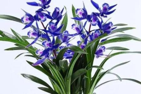 适合木命人的兰花推荐，让生活更添自然气息！