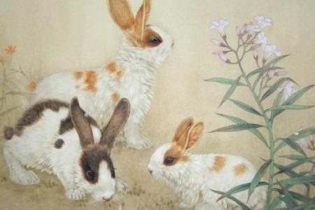 生肖兔水命人士的职业选择与发展之路