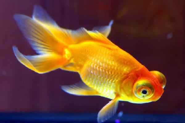 金鱼命格解析:神秘与财富共生的命理之旅 金鱼命格解析:神秘与财富共生的命理之旅