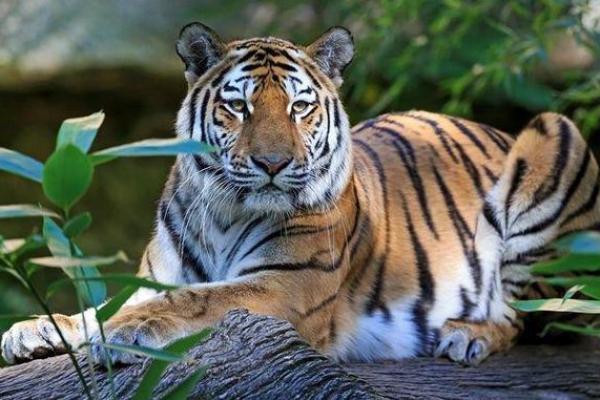 十一月出生的老虎:他们命中的秘密与魅力 十一月出生的老虎:他们命中的秘密与魅力