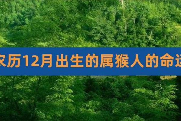 属猴2023年晚六点出生,命运解析与人生启示 属猴2023年晚六点出生,命运解析与人生启示
