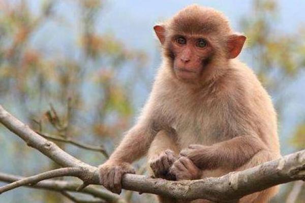 属猴9月出生的人：智慧与灵动的命运之旅